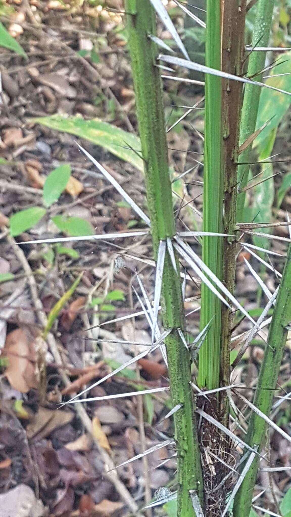 Image of Bactris campestris Poepp.