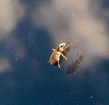 Image of Spotted Pea Weevil