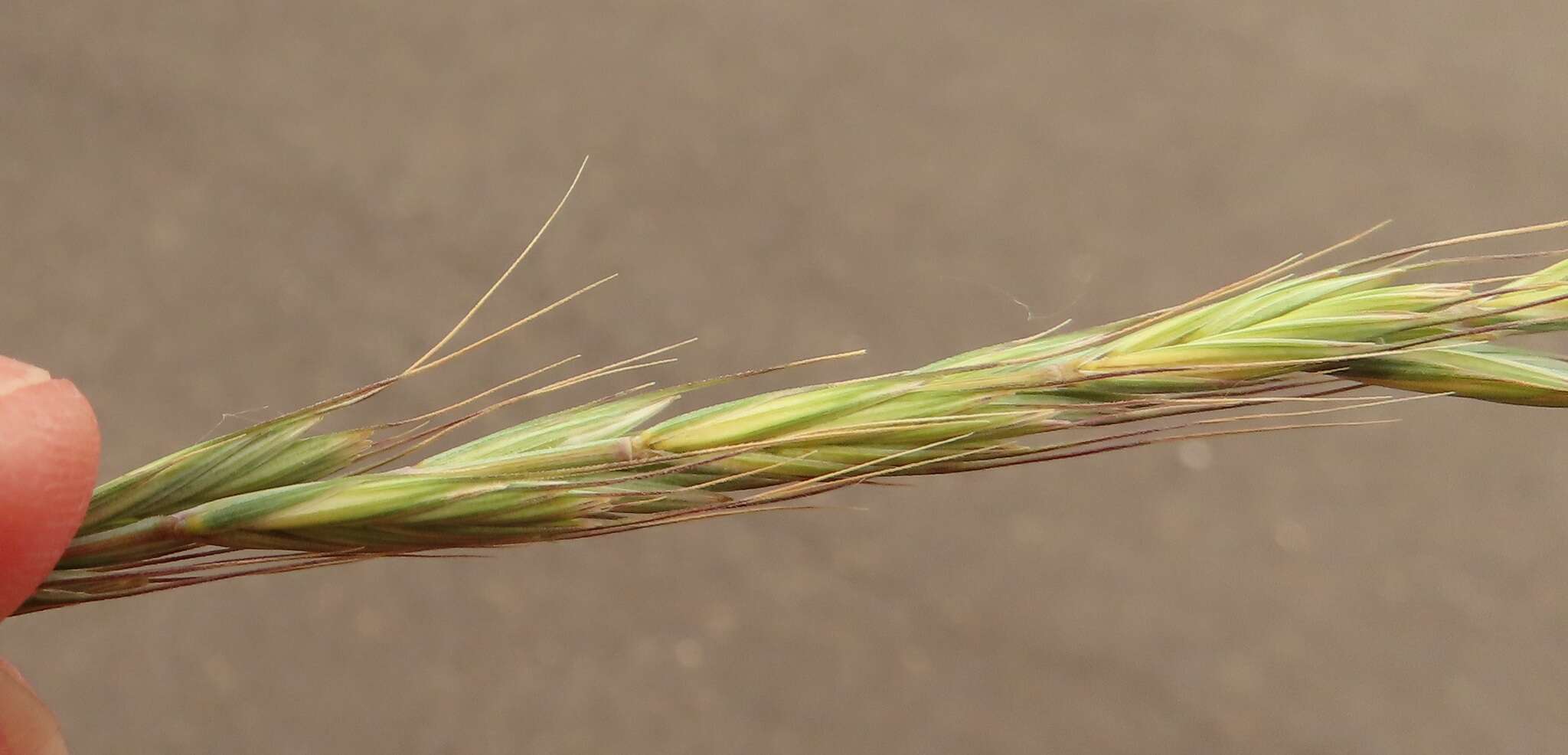 Image of Snake River wheatgrass