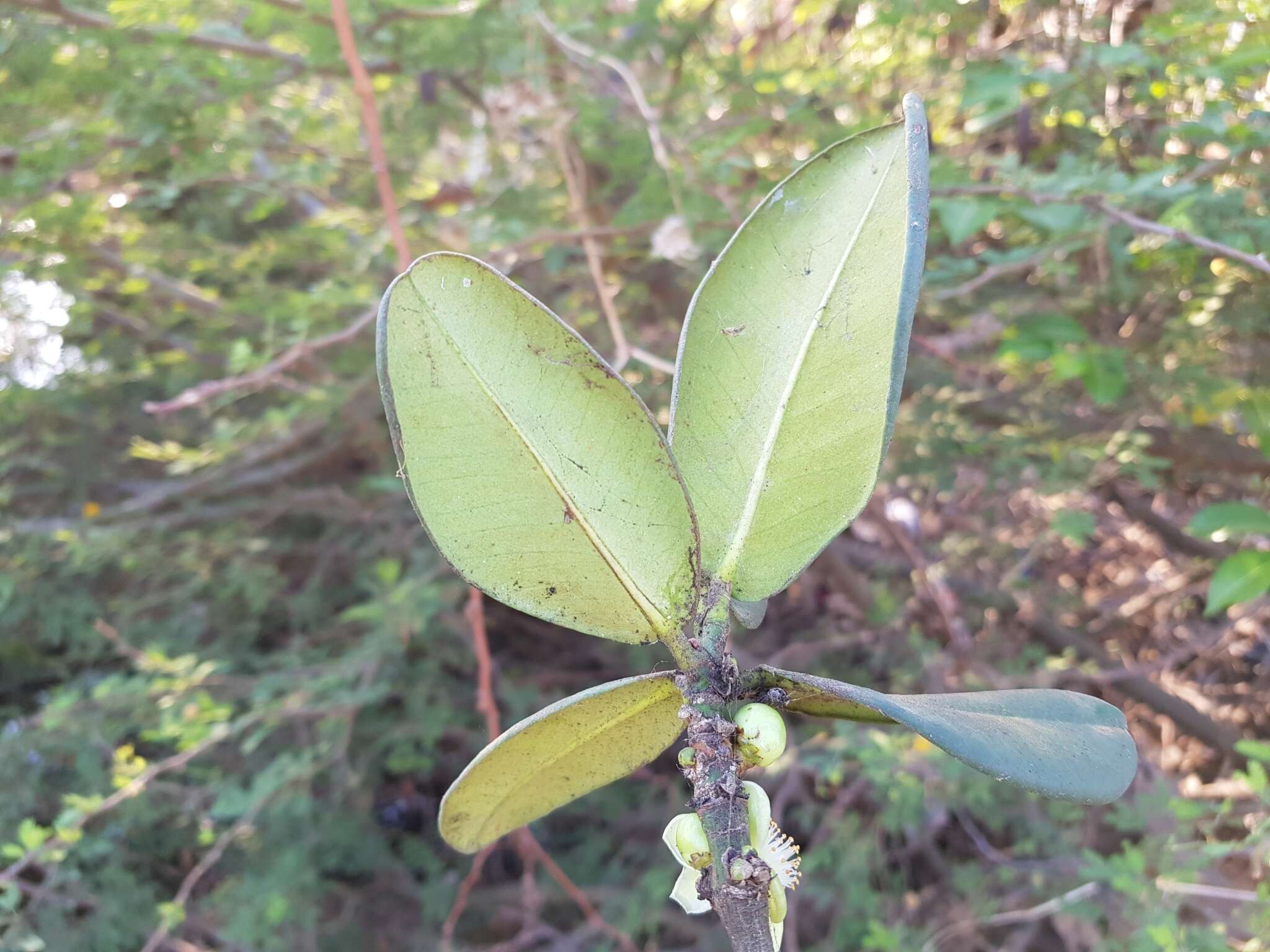 Imagem de Garcinia pervillei (Planch. & Triana) Vesque