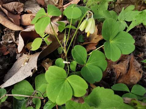 Image de Oxalis madrensis S. Wats.