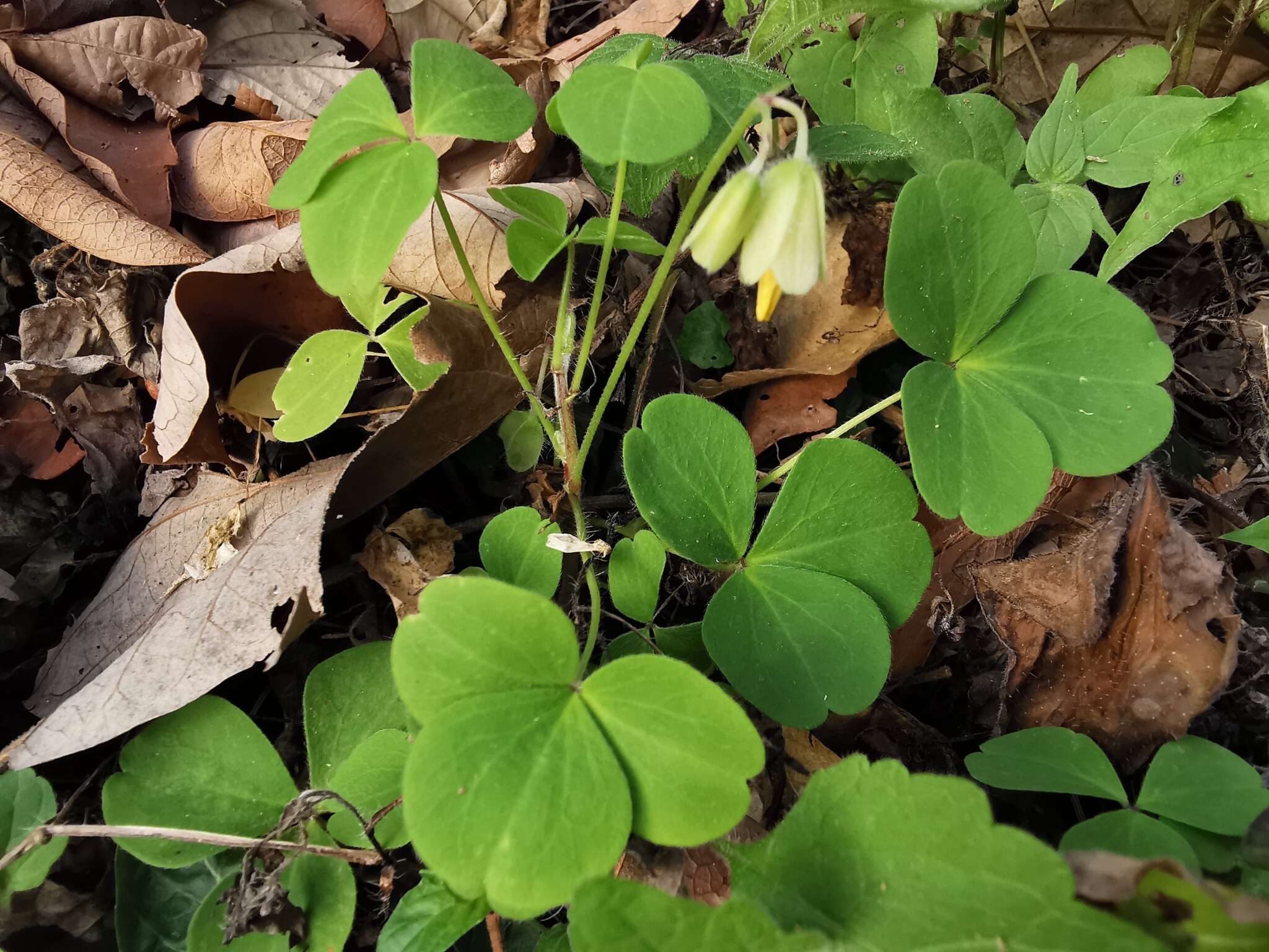 Sivun Oxalis madrensis S. Wats. kuva