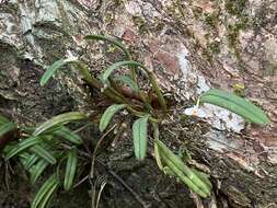 Image of Smooth burr orchid
