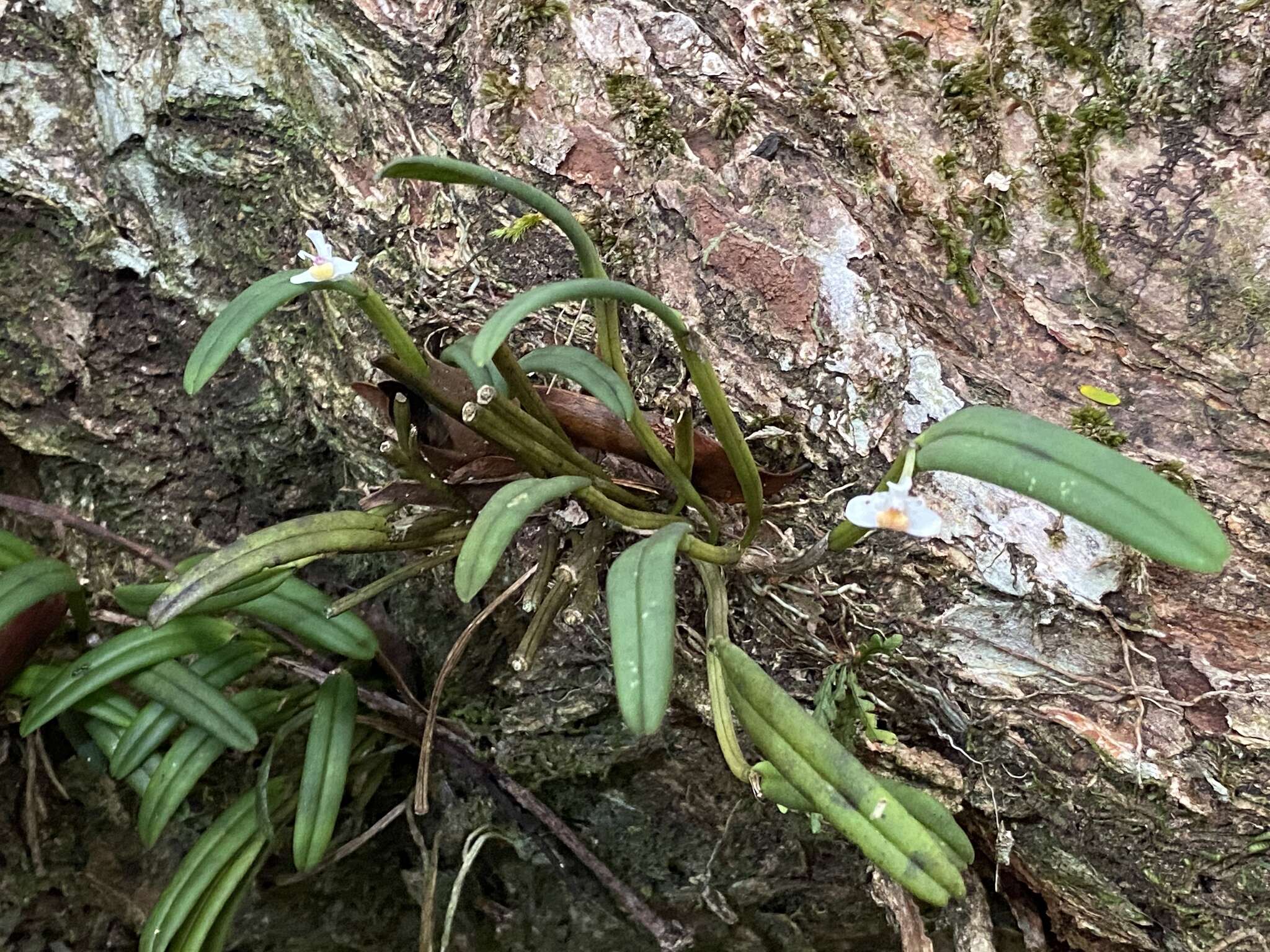 Image of Smooth burr orchid