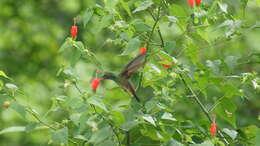 Imagem de Amazilia yucatanensis (Cabot & S 1845)