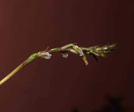 Image of Greenwoodiella micrantha var. garayana (R. González) Salazar & R. Jiménez