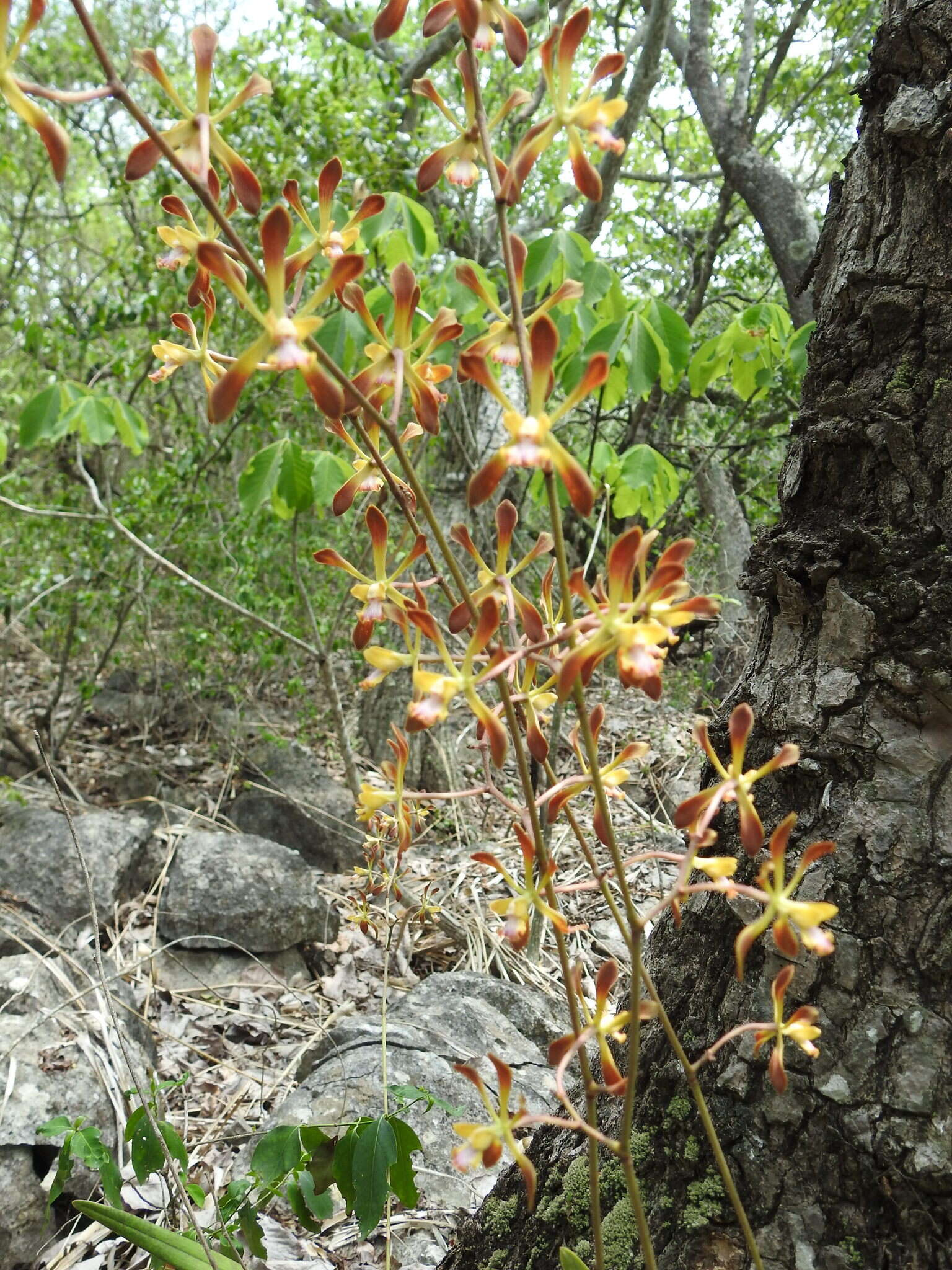 Image of Encyclia alata subsp. parviflora (Regel) Dressler & G. E. Pollard