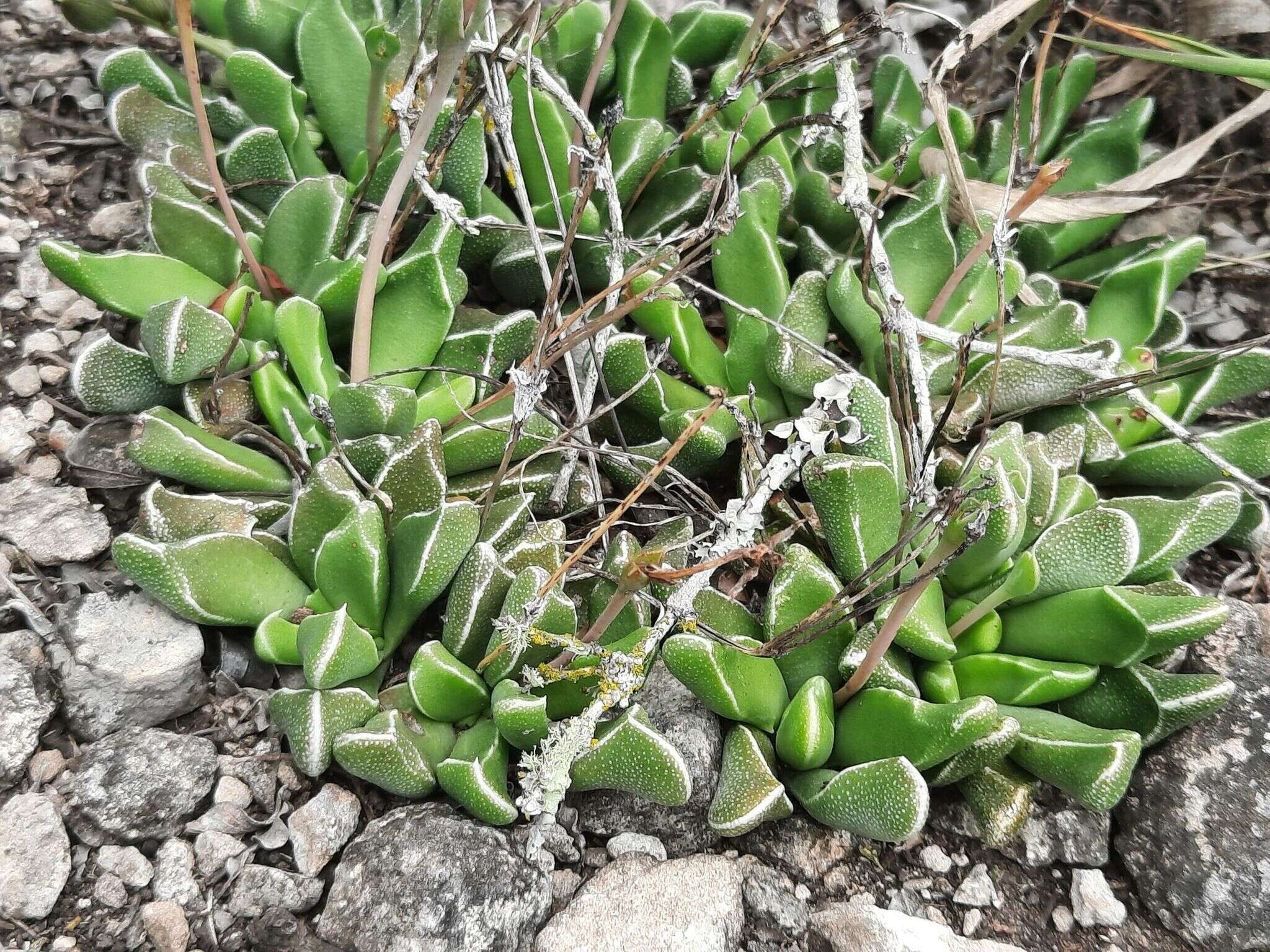 Image of Rhombophyllum rhomboideum (Salm-Dyck) Schwant.