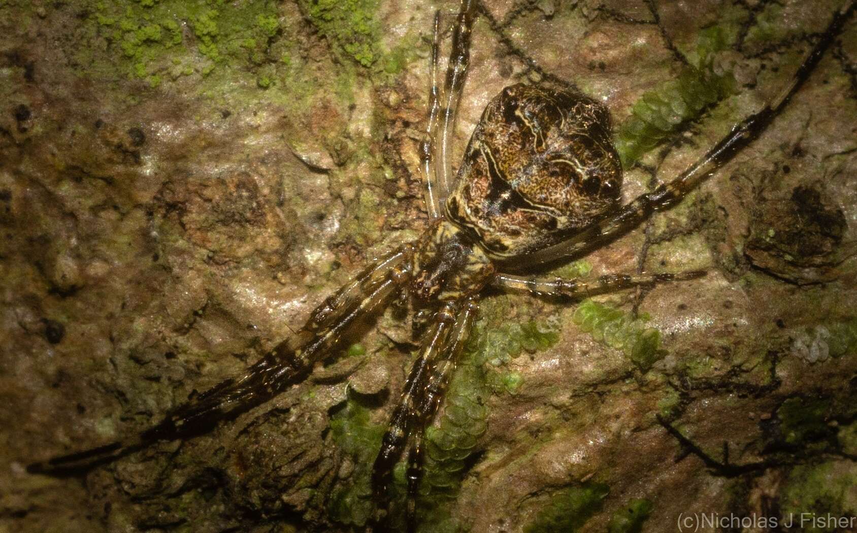 صورة Janula bicornis (Thorell 1881)