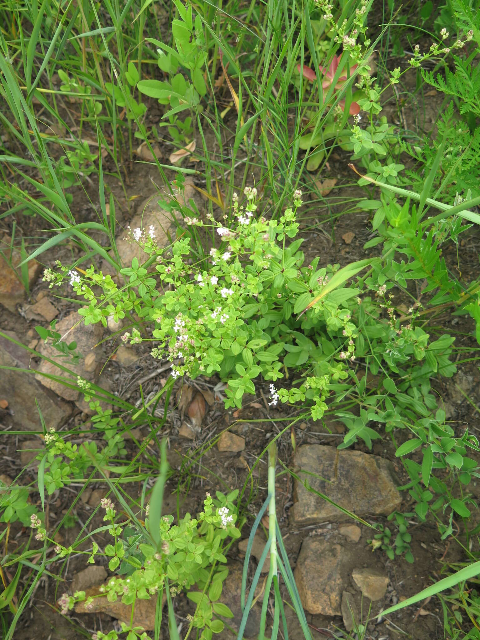 Image of Galium platygalium (Maxim.) Pobed.