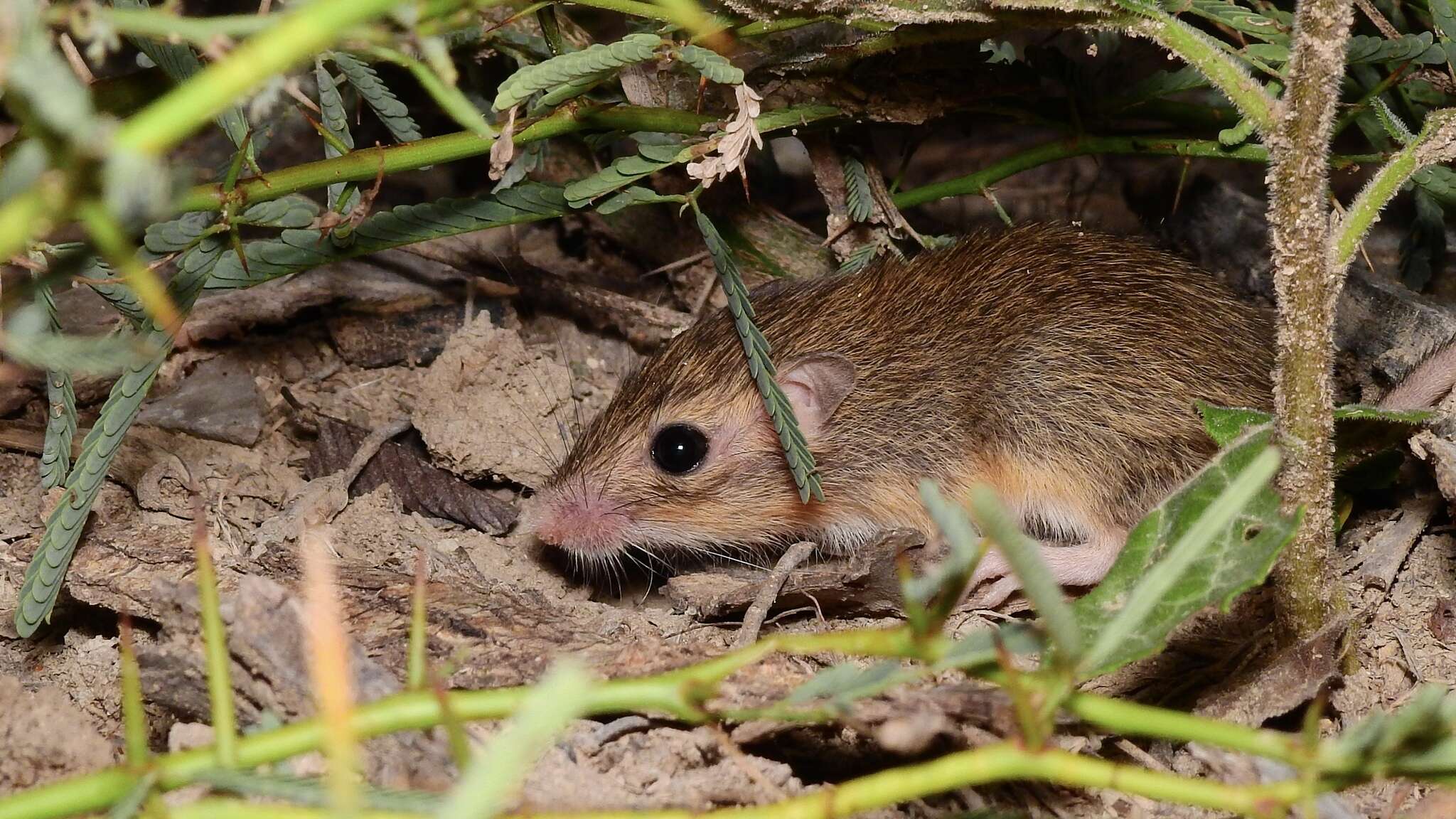 Image of Merriam's pocket mouse