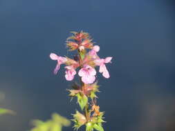 Image of Hedge-nettle