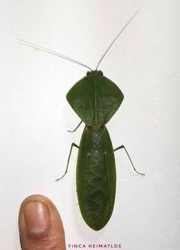 Image of tropical shield mantis