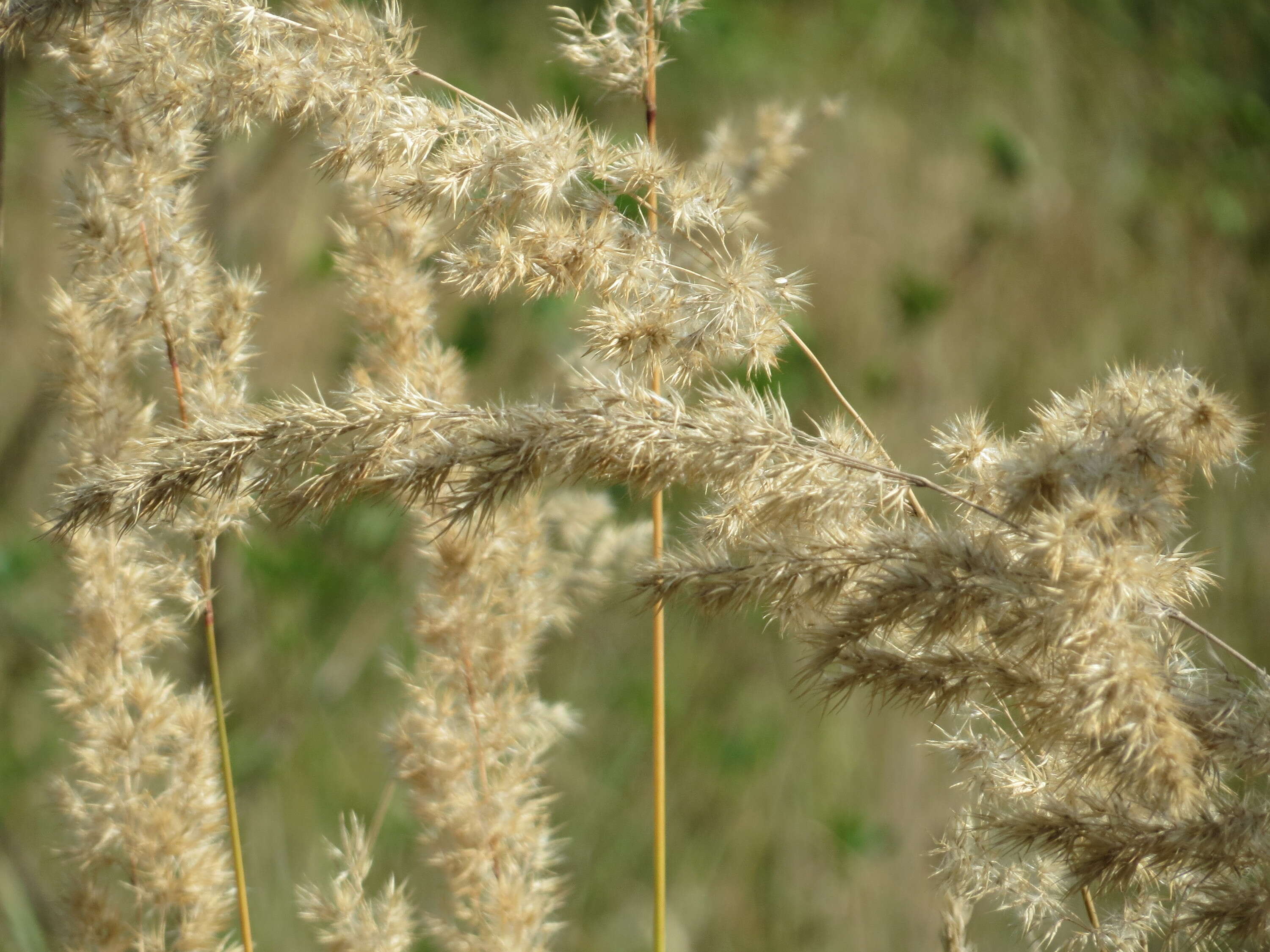 Imagem de Calamagrostis epigejos (L.) Roth