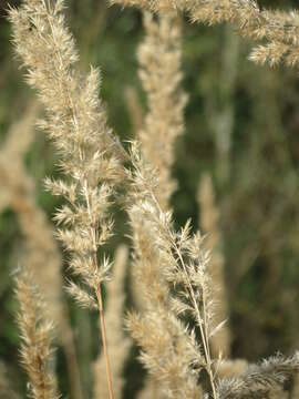 Imagem de Calamagrostis epigejos (L.) Roth