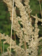 Imagem de Calamagrostis epigejos (L.) Roth