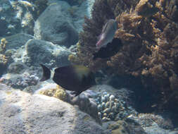 Image of Orange socket surgeonfish