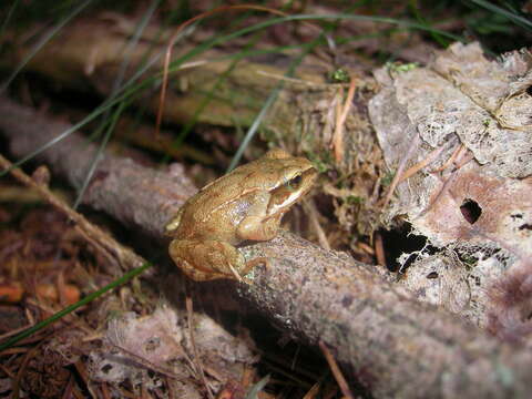 Image of Common frog