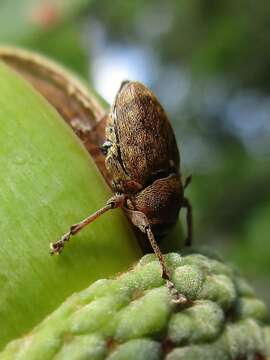 Image of Acorn weevil