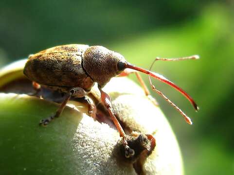 Image of Acorn weevil