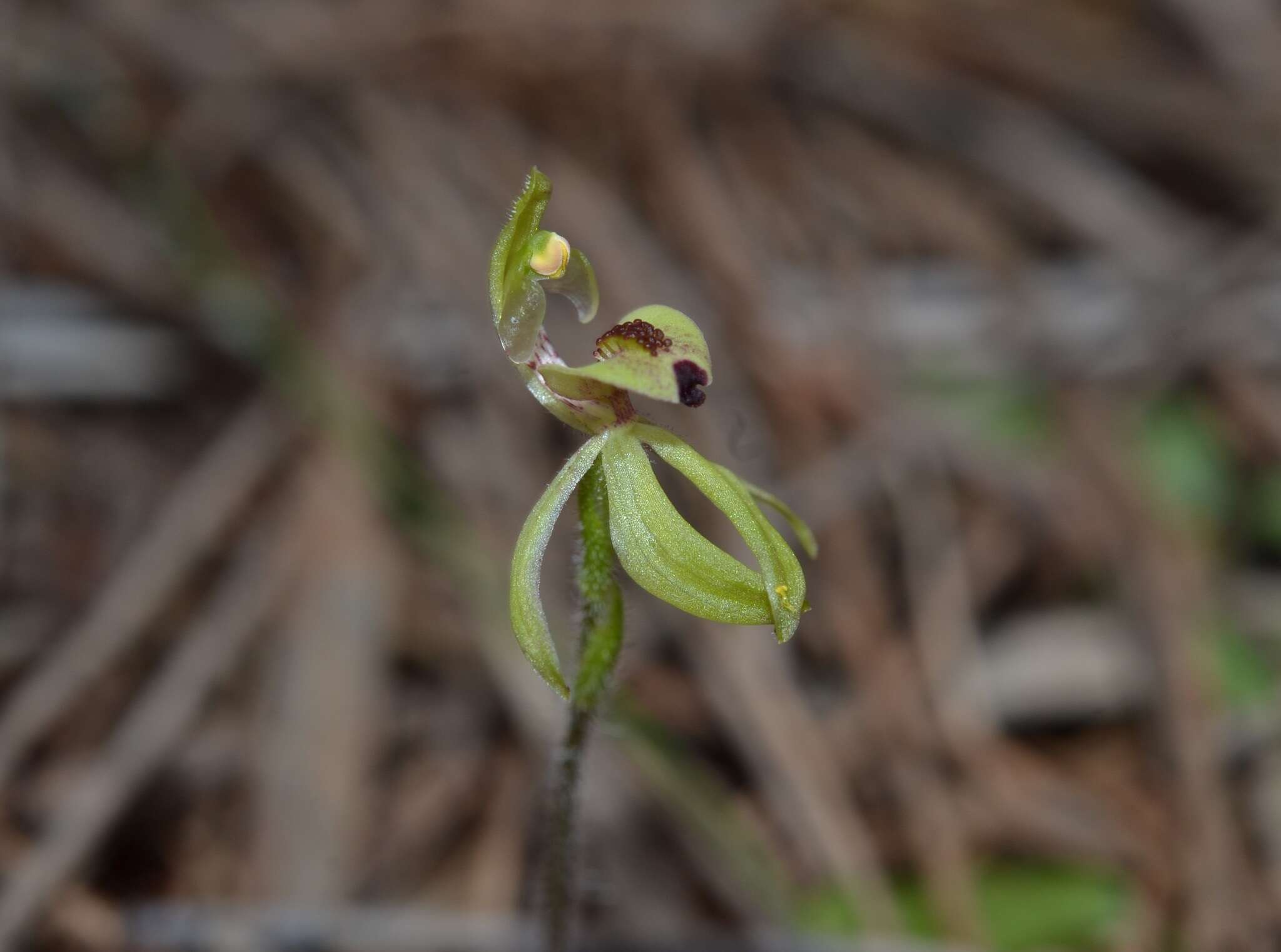 Image of Caladenia bryceana subsp. cracens Hopper & A. P. Br.