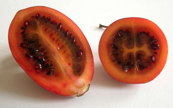 Image of Tamarillo