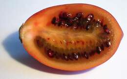 Image of Tamarillo