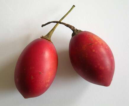 Image of Tamarillo