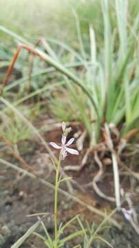 Image of Sieruela conrathii (Burtt Davy) Roalson & J. C. Hall