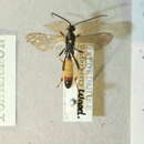 Sivun Ichneumon extensorius Linnaeus 1758 kuva