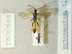 Sivun Ichneumon extensorius Linnaeus 1758 kuva