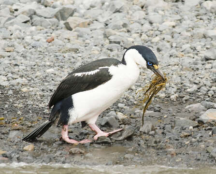 Leucocarbo bransfieldensis (Murphy 1936)的圖片