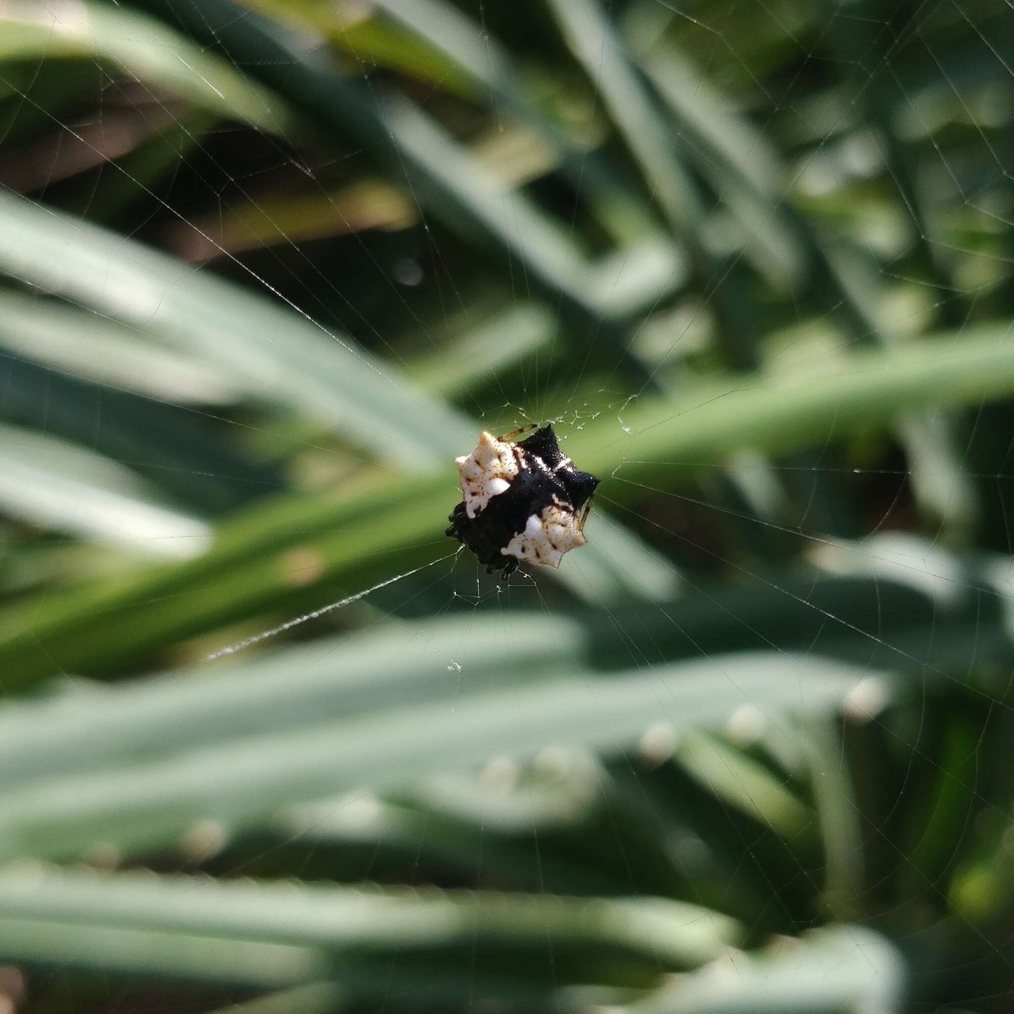 Image of Gasteracantha mediofusca (Doleschall 1859)