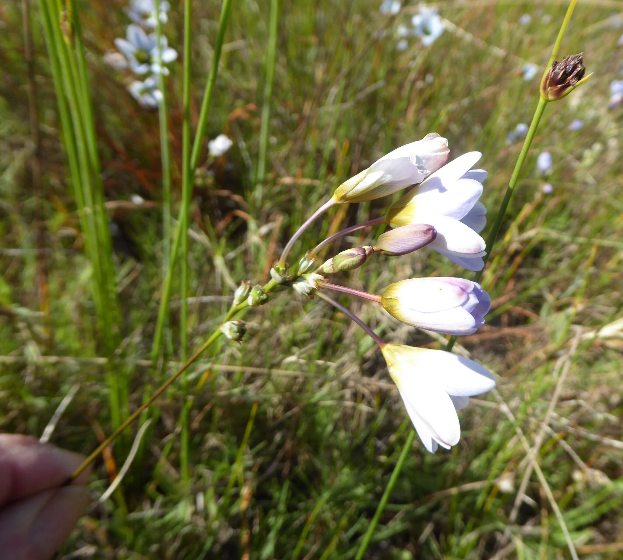 Image of Ixia monadelpha D. Delaroche