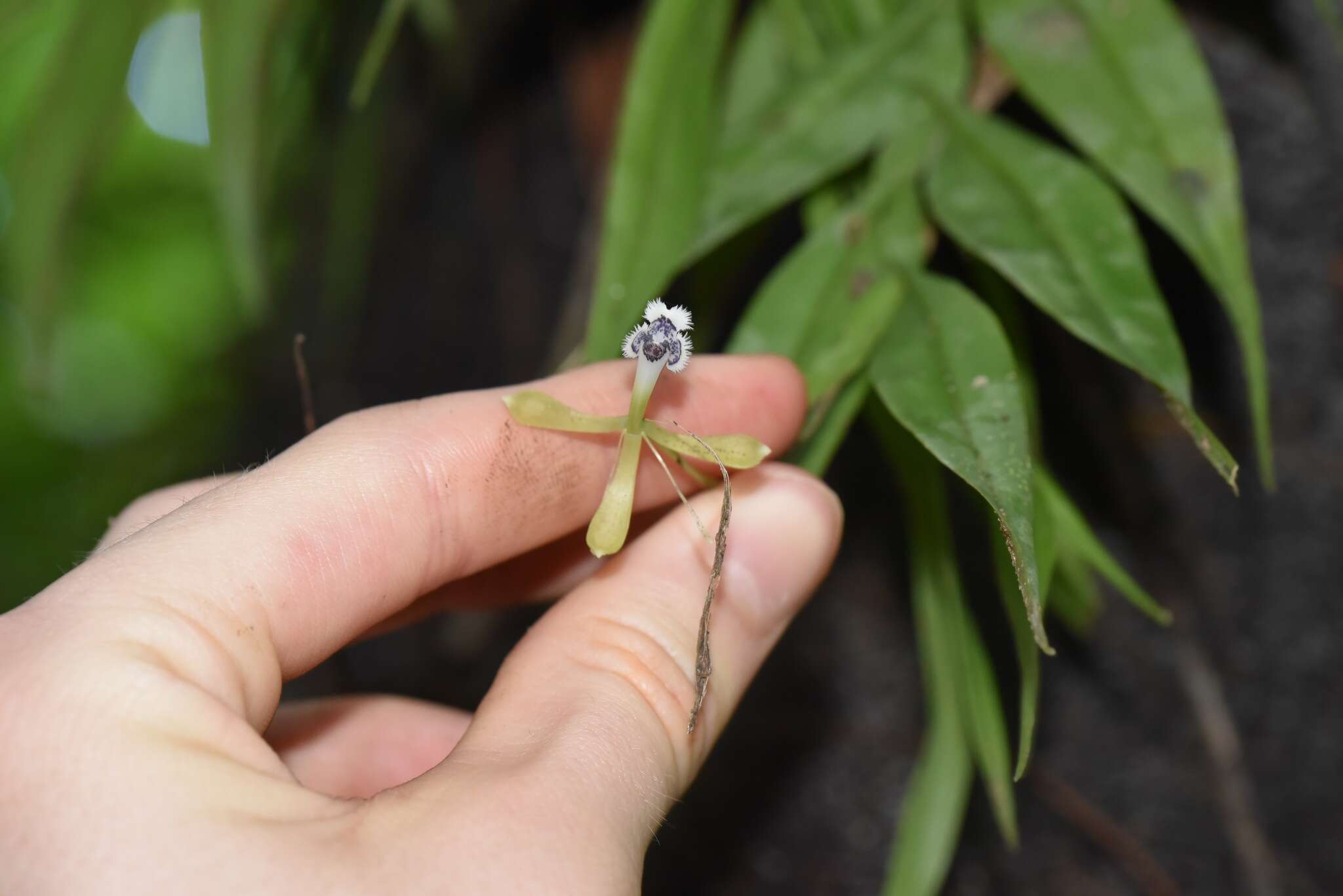 Plancia ëd Epidendrum jatunsachanum Dodson & Hágsater