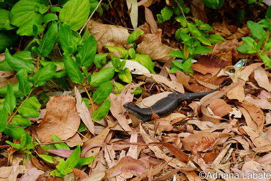 Image of South-western Crevice Skink