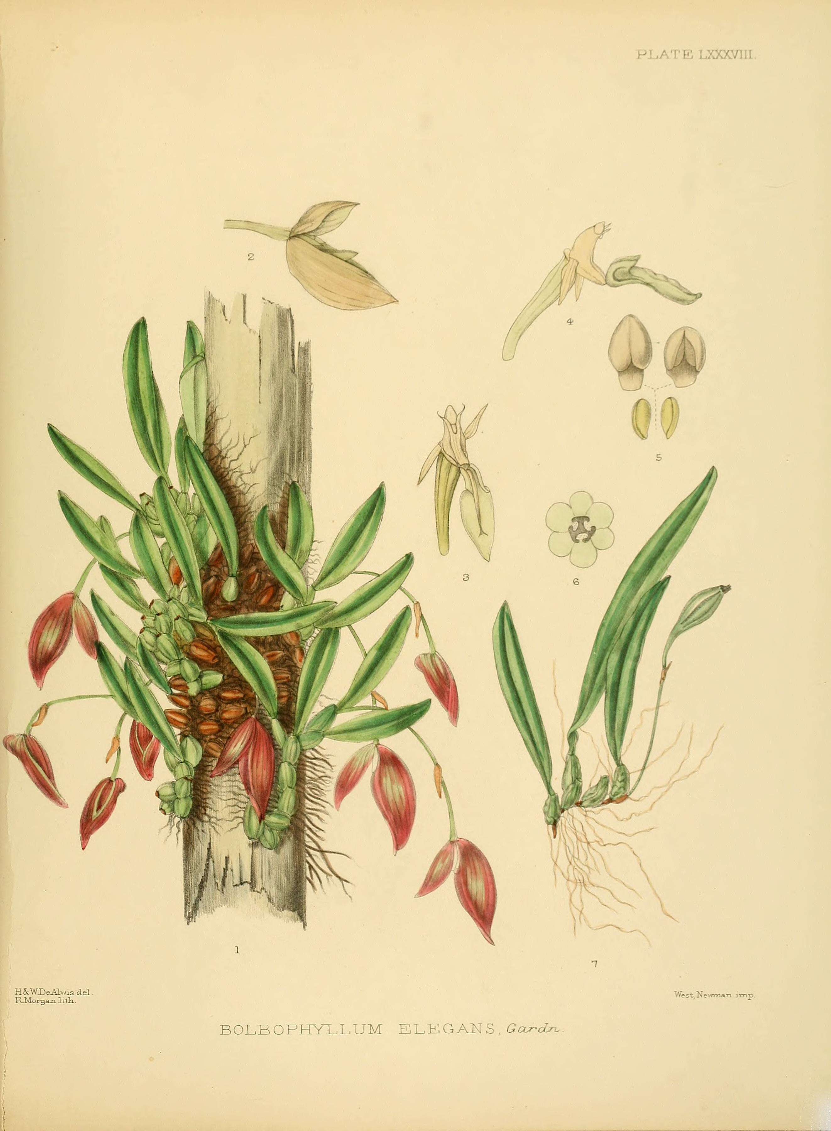 Image of Bulbophyllum elegans Gardner ex Thwaites
