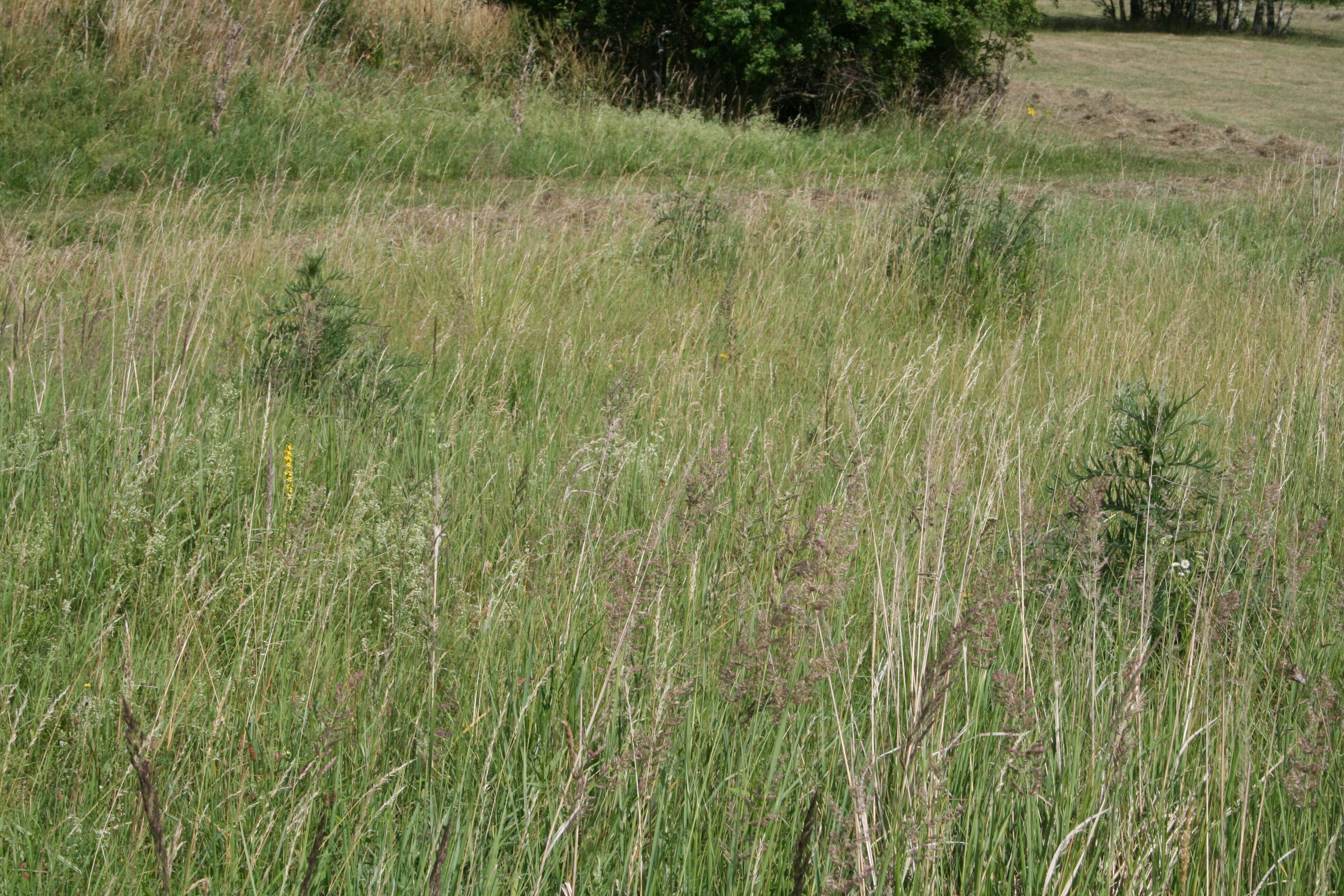 Image of woolly thistle