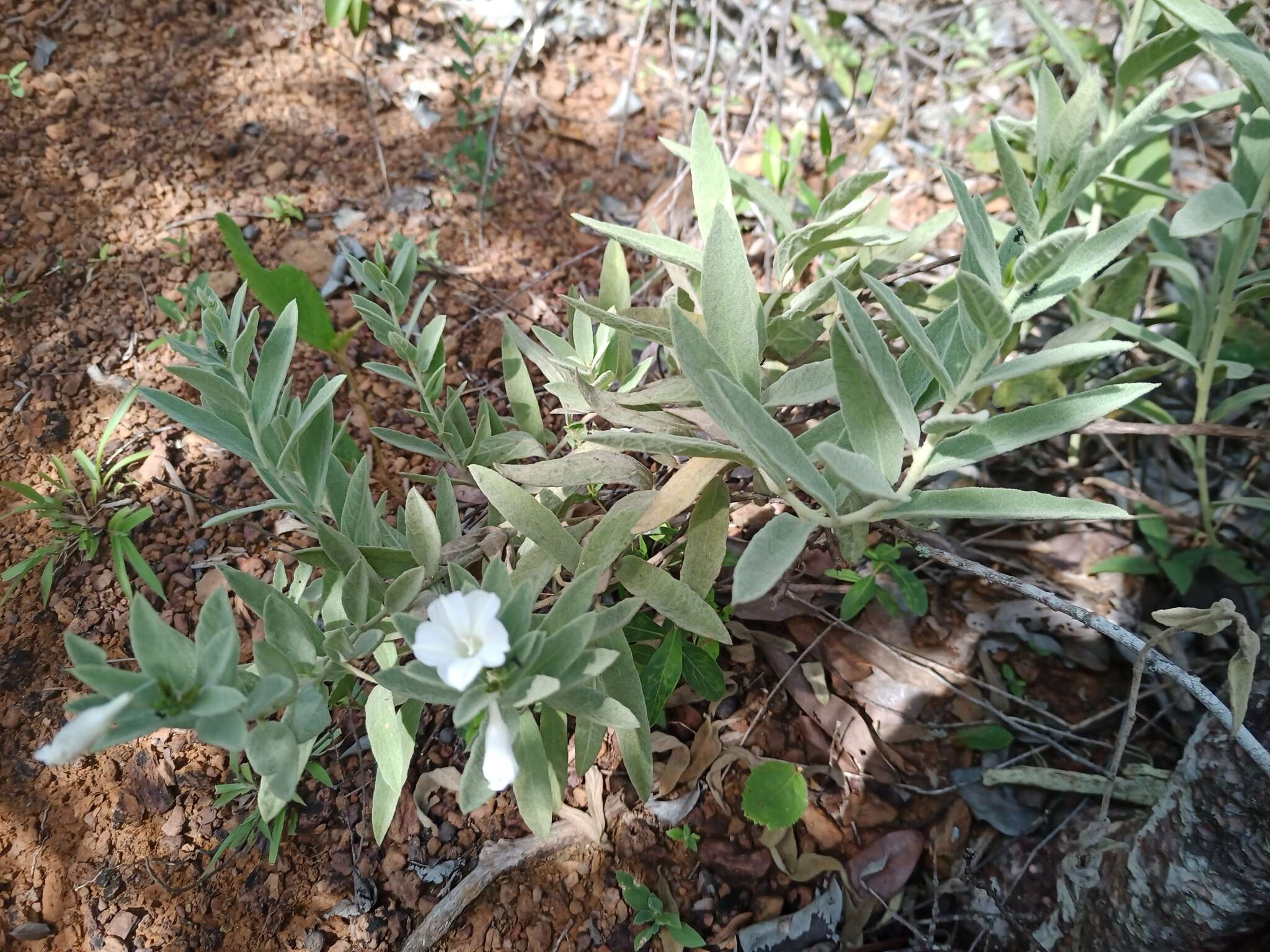 Image of Distimake tomentosus (Choisy) Petrongari & Sim.-Bianch.