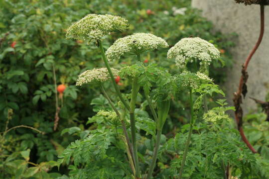 Image of Chinese Hemlock-Parsley