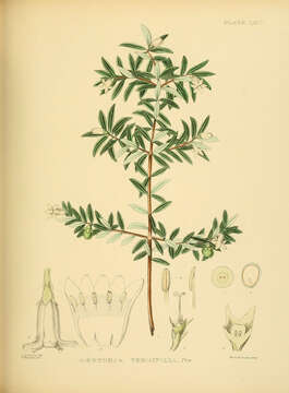 Image of Gaertnera ternifolia Thwaites