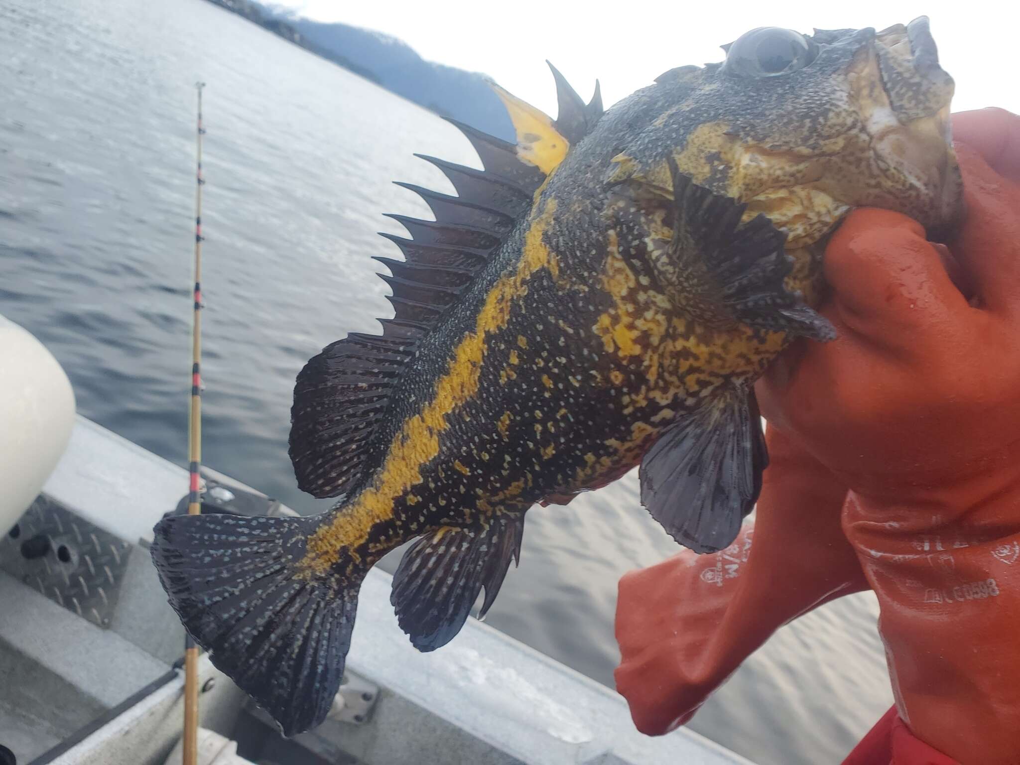 Image of China rockfish