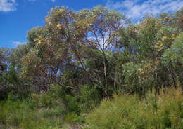 Imagem de Eucalyptus cornuta Labill.