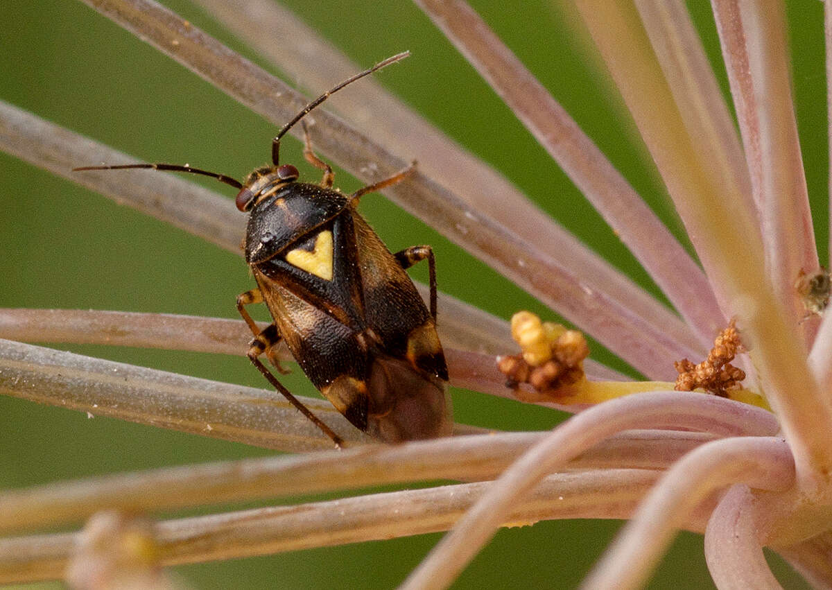 Image de Orthops basalis (A. Costa 1853)