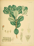 Image of Carallia calycina