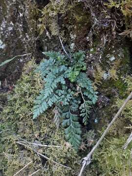 Image of Asplenium altajense (Komar.) Grubov