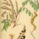 Image of <i>Adenanthera bicolor</i>