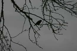 Image of Eastern Bluebird