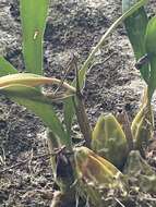 Image of Coelogyne cristata Lindl.