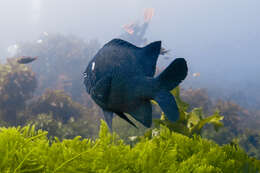 Image of New Zealand black angelfish